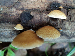 Crepidotus mollis image