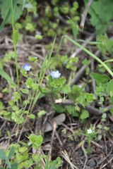 Veronica persica