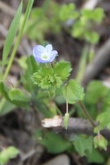 Veronica persica