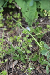 Veronica persica