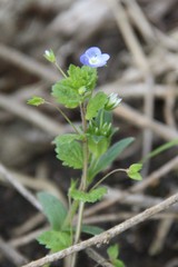 Veronica persica