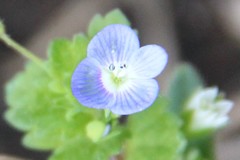 Veronica persica