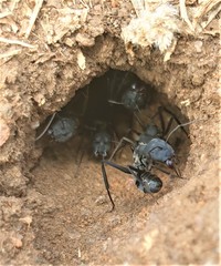 Camponotus eugeniae