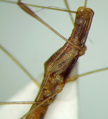 Neoneides muticus