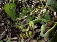 Aristolochia paecilantha