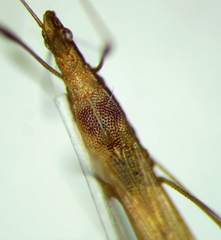 Neoneides muticus