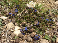 Veronica petraea
