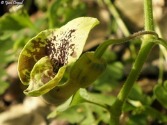 Aristolochia paecilantha