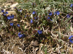 Veronica petraea