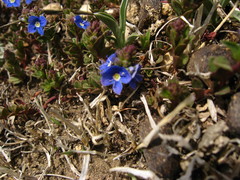 Veronica petraea