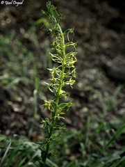 Platanthera holmboei