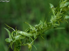 Platanthera holmboei