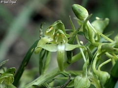 Platanthera holmboei