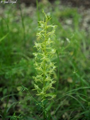 Platanthera holmboei