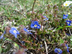 Veronica petraea
