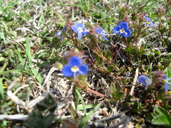 Veronica petraea