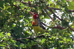 Trachyphonus erythrocephalus