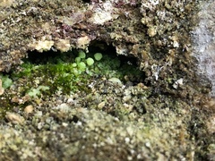 Mannia triandra