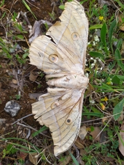 Antheraea pernyi