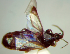 Scoloposcelis