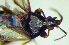 Scoloposcelis
