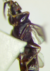 Scoloposcelis