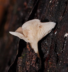 Singerocybe clitocyboides