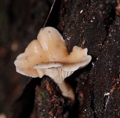 Singerocybe clitocyboides