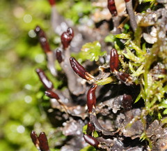Peltigera dolichorhiza