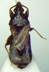Scoloposcelis
