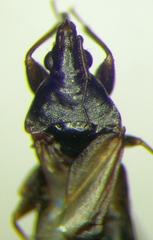 Scoloposcelis