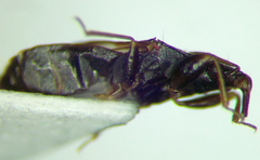 Scoloposcelis