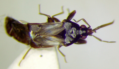 Scoloposcelis