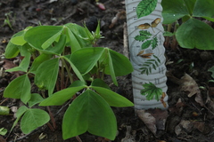 Oxalis obtriangulata