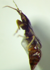 Scoloposcelis