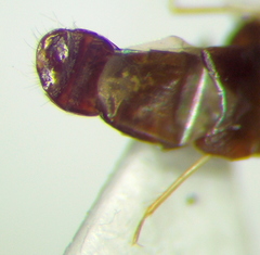 Scoloposcelis
