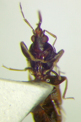 Scoloposcelis