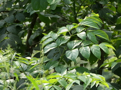 Radermachera xylocarpa