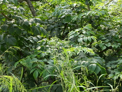 Radermachera xylocarpa
