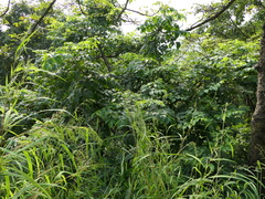 Radermachera xylocarpa