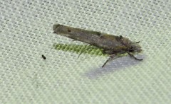 Zelleria oleastrella