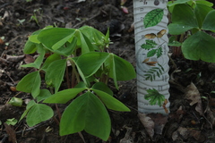 Oxalis obtriangulata
