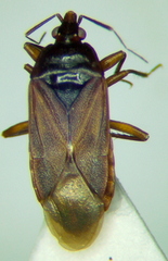 Lyctocoris