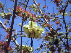 Combretum paniculatum
