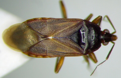 Lyctocoris