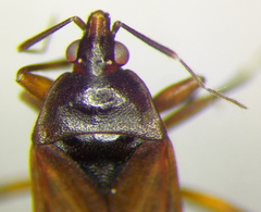 Lyctocoris