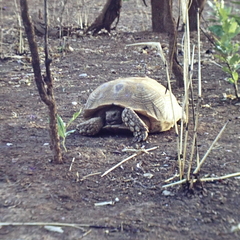 Centrochelys sulcata