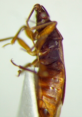 Lyctocoris