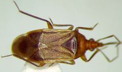 Lyctocoridae