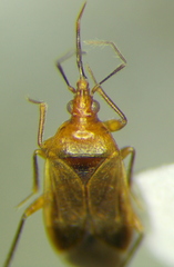 Lyctocoridae